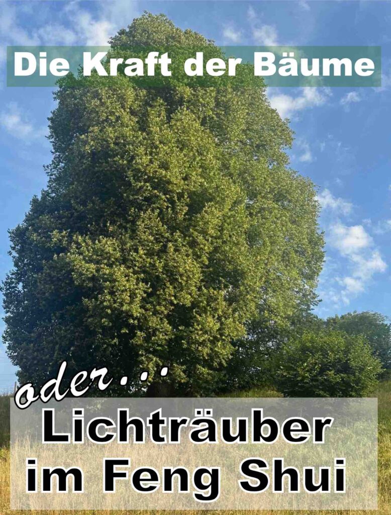Bäume im Feng Shui