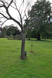 Kranke Bäume im Feng Shui